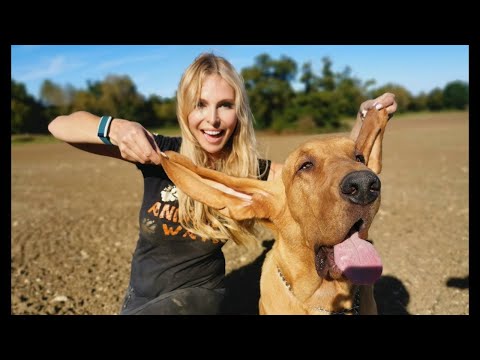 MAN HUNTERS!! - THE BLOODHOUND DOG