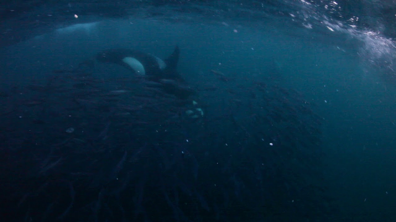 BELOW SURFACE TOBIAS FRIEDRICH