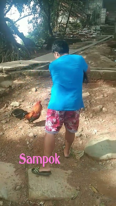 sampok manok #shorts #panabong #talpak