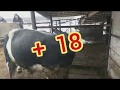 + 1 8 . ЗАБОЙ БЫКА /// slaughter of a bull