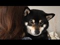 赤ちゃんみたいに抱っこされ中 柴犬ゆき と ちろ Shiba inu, Yuki and Chiro