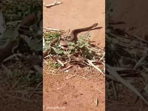 Jararaca caissaca Bothrops moojeni | Shorts | Biólogo Henrique