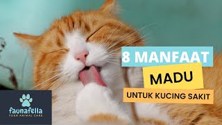 INI DIA MANFAAT MADU UNTUK KUCING YANG JARANG OWNER TAHU !