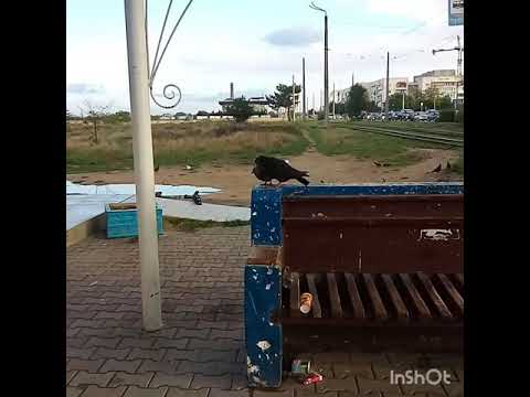 Жил старик со своею старухой
