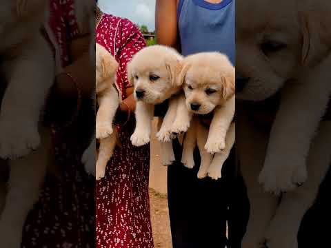 lab male famale puppy available top quality  simmba pet house kagal mo,7385870492 #puppy #puppyhood