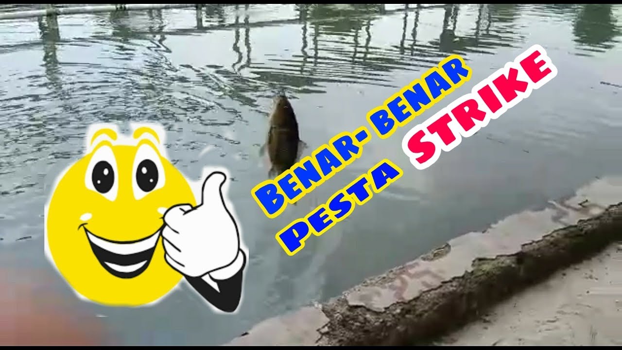 Umpan ikan mas #bikin lupa ngopi