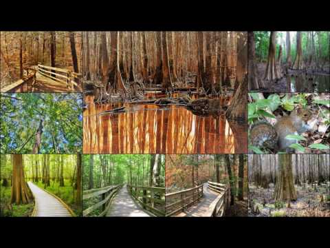 Vidéo: Parc national de Congaree en Caroline du Sud