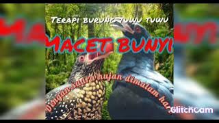 Terapi burung tuwu paling heboh