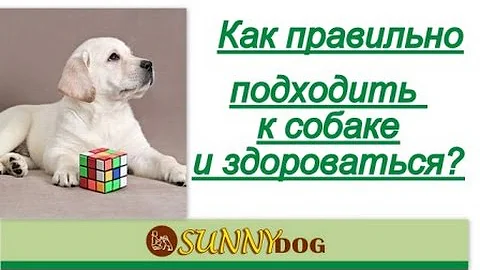 как правильно здороваться с собакой