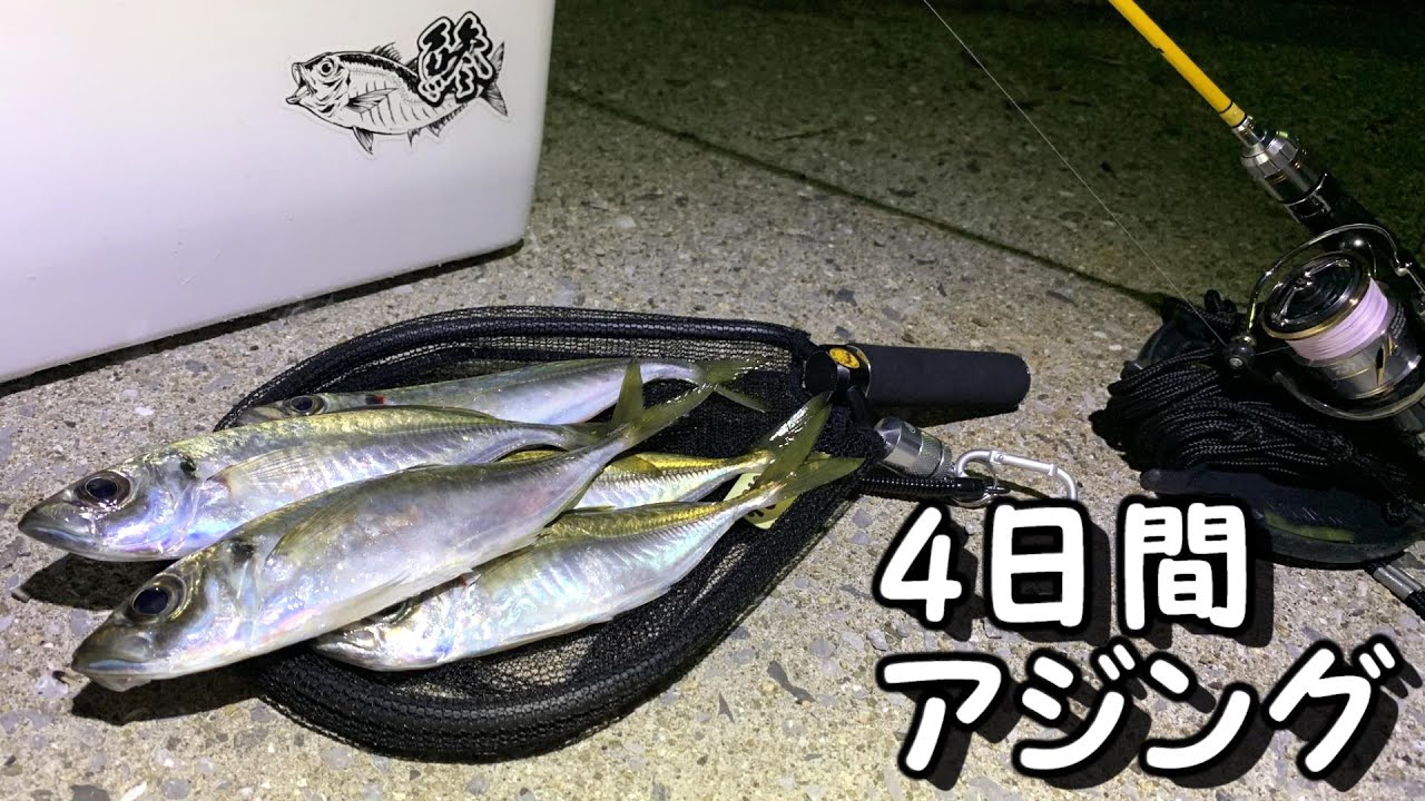 アジング　4日間明るい時間帯に絞って釣りしてみた
