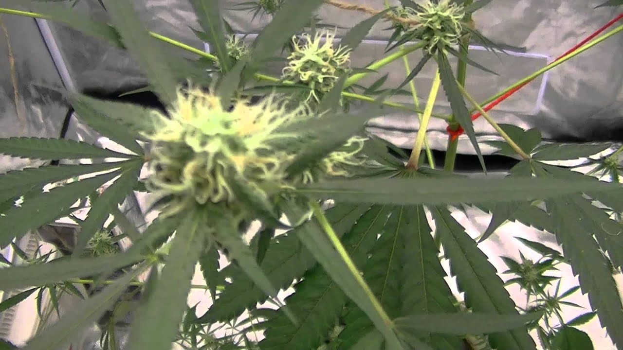 Sugar Shack X Super Silver Haze Week 5