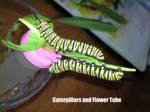 2018-update_from-milkweed-to-monarchs_presented-by-kay-macneil