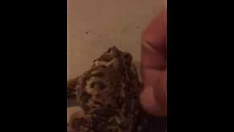 Froggie likes to be petted