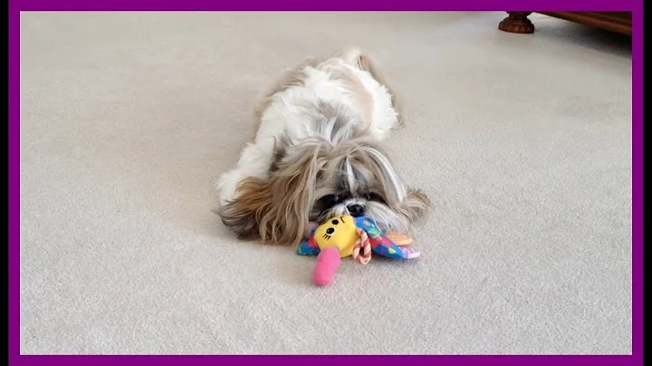 Watch the video about Will Lacey play? 🤔 | Lexi's lion cut 🦁 | Shih Tzu dog 🐾 | Blue Persian cat