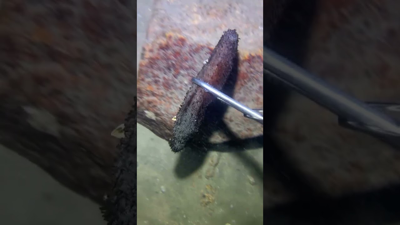 This Dive Was Not Planned