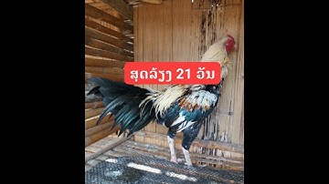 Qhia tu qaib ntaus twv nyiaj 21 hnub