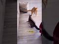 Estos gatitos perdieron la paciencia y terminaron peleándose
