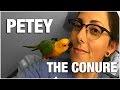 Say hello to my little friend Petey