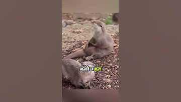 Rái cá và những cục đá của chúng #daochieu #shorts