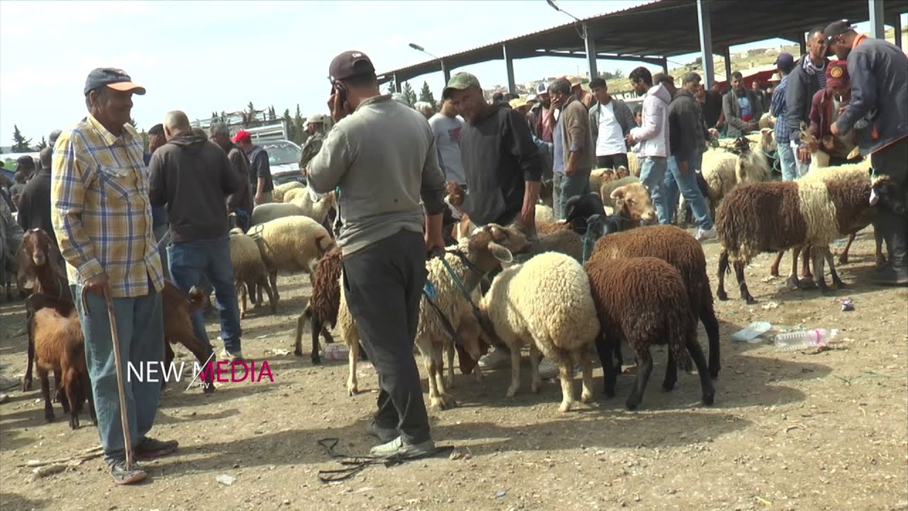 جولة في سوق الفحص : 