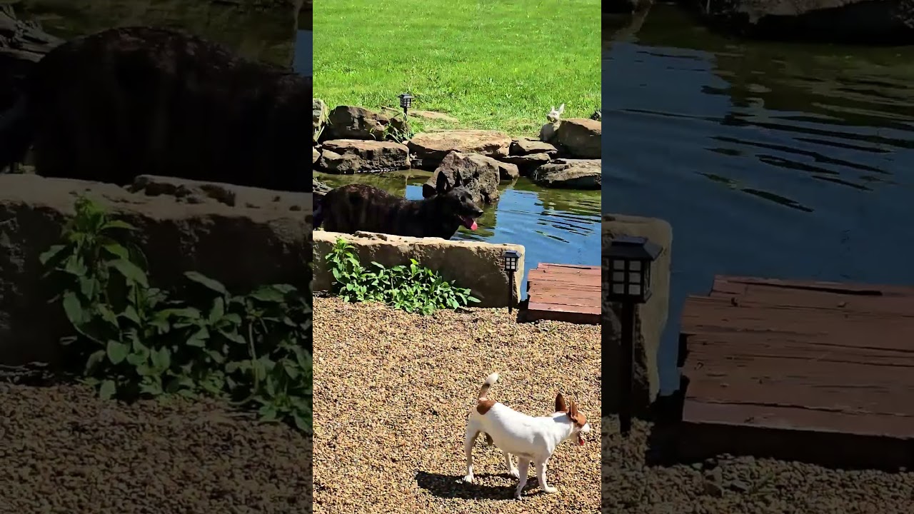 Echopup Has Friends Over! 