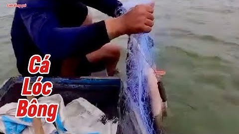 Thả lưới trên sông dính cá bông bự nhất từ trước tới nay ￼