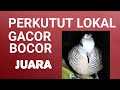 Perkutut Lokal Bocor Gacor Suara Jernih Mp3 - Mp4 Download