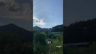 #반려견 #산책 #강아지브이로그 #시골개 #도베르만 #허스키 #진돗개 #다견가정