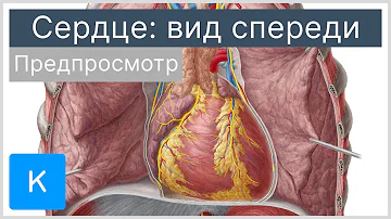 Сердце: вид спереди (предпросмотр) - Анатомия человека | Kenhub