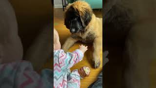 Puppy and baby kissing | 17week leonberger and 6 month baby