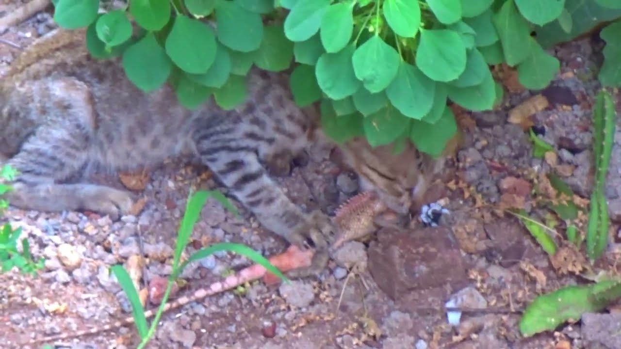 Indian Street Cat Eating Garden Lizard YouTube Indian Street Cat Eating Garden Lizard YouTube