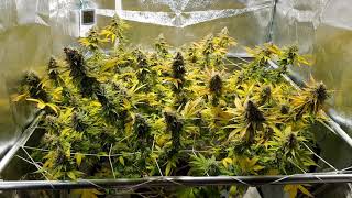 Migro Economy 315w CMH & Bio Tabs starter kit review #10 Flower Day 49*