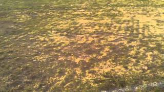 Famous VIDEO0012 Wealth