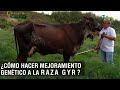 Cómo hacer mejoramiento genético a la raza Gyr - TvAgro por Juan Gonzalo Angel Restrepo