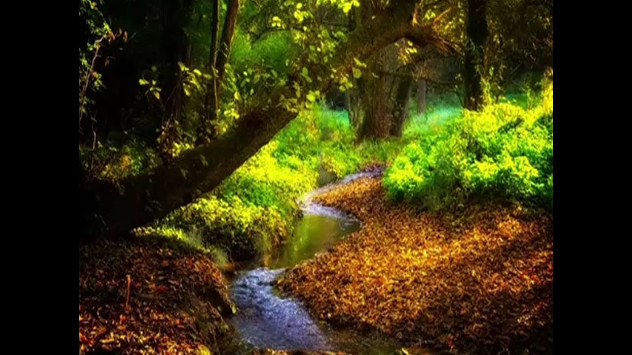 шум дождя. расслабляющее журчание реки. релакс лес с дождём. природа фон деревья листья парк. композиция весна.