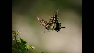 「Butterfly」木村カエラ（リコーダー四重奏SATB）