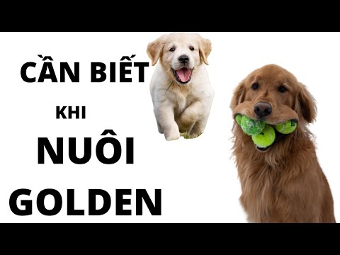 Video: Ngày tắm cho chú chó Newfoundland của bạn