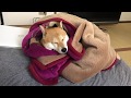 柴犬チョヌは西川の毛布が好き。