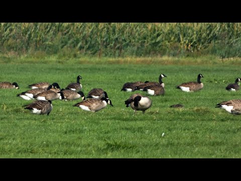 Canadese Gans (Canada