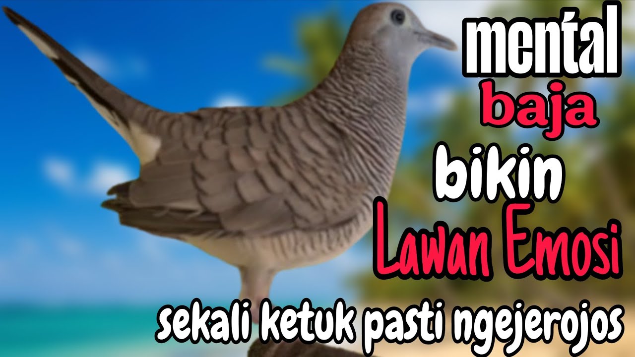 Perkutut lokal gacor mental baja bikin lawan emosi sekali ketuk pasti ngejerojos