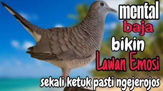 Perkutut lokal gacor mental baja bikin lawan emosi sekali ketuk pasti ngejerojos