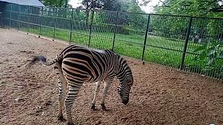 Zebra | Zoo Time 2022