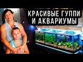 АКВАРИУМЫ С КРЕВЕТКАМИ, ГУППИ И ЗАПУСК РАЧНИКА ОТ ИННЫ!