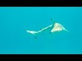 Tuamotu Makemo Sailing Aquarius 36 Tuamotu Makemo Sailing Aquarius 36