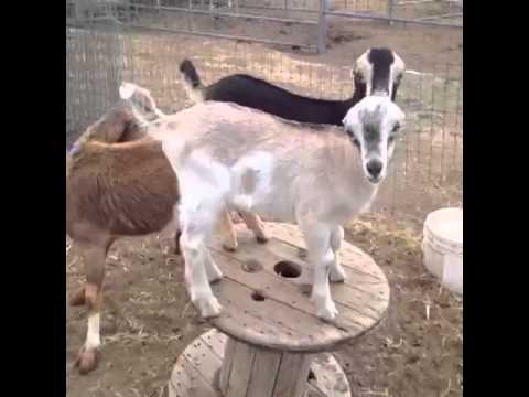 lamancha goats