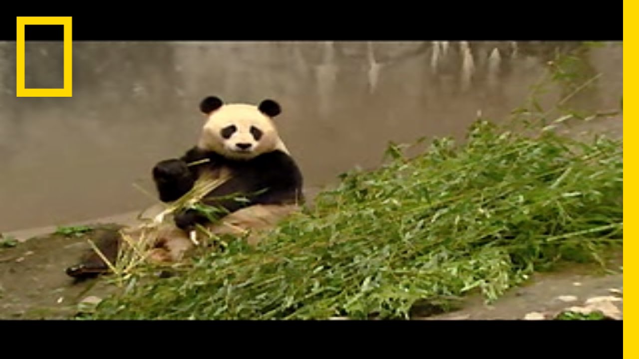 Quake Pandas Hanging On | National Geographic