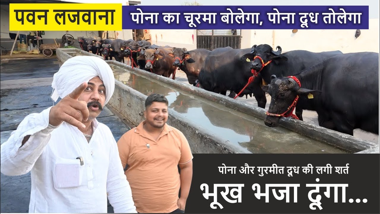 पोना का चूरमा बोलेगा, पोना दूध तोलेगा || PAWAN LAJWANA DAIRY FARM, JIND