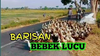 BARISAN BEBEK LUCU