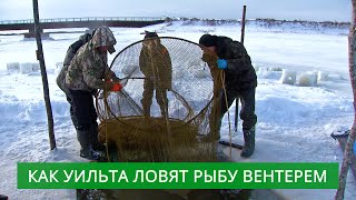 Зимняя рыбалка вентерем.  Коренные этносы Сахалина завершают наважью путину