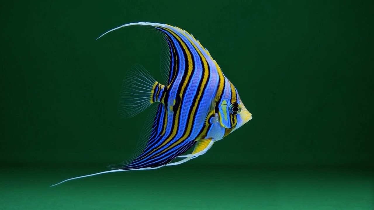 Colorful Angelfish – Free Green Screen VFX Loop Animation - YouTube